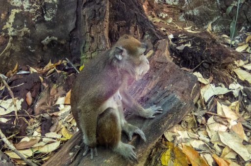 Palawan monkeys nature Philippines